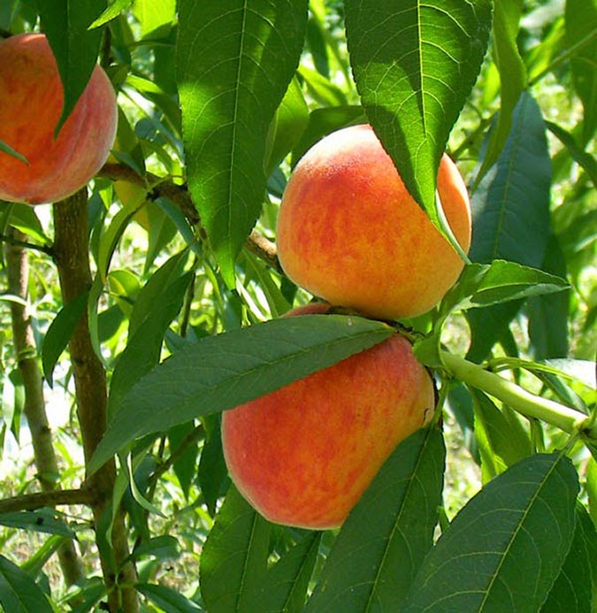 The author's seedling peach trees outperformed their grafted competitors. (The Grow Network)