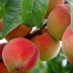 How to Grow a Peach Tree From Seed (Hint: Don’t Toss Those Pits!)