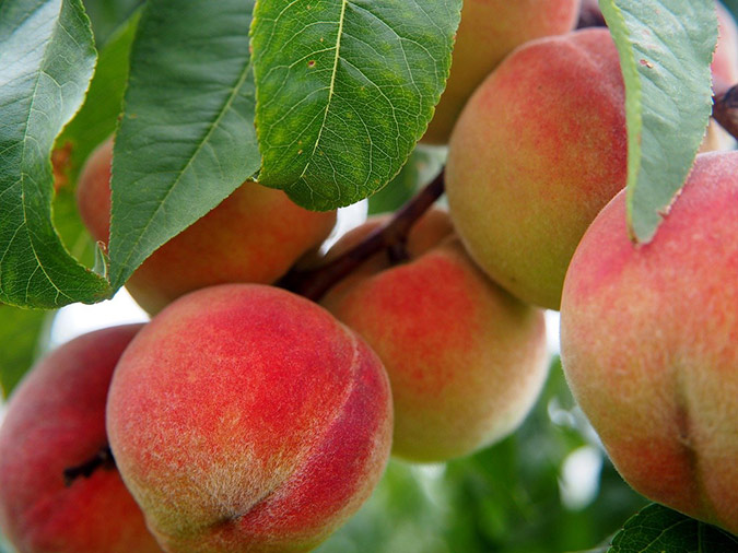 How to Grow a Peach Tree from Seed (Hint: Don’t Toss Those Peach Pits!)