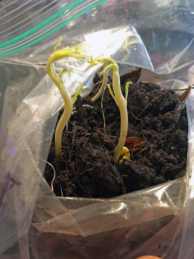 Sprouting peach pits are an easy and cheap way to grow peach trees!  (Growth Network)