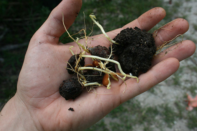 Planting a peach pit properly results in a healthy sprouting of roots. (The Grow Network)