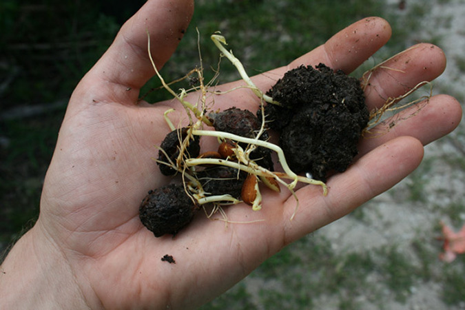 Properly planting peach pits will cause healthy roots to sprout.  (Growth Network)