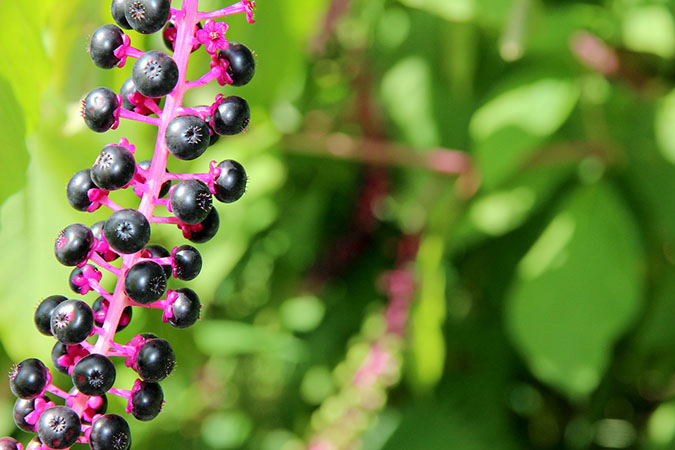 Treat pokeweed berries with respect to tap the rewards of their therapeutic potential. (The Grow Network)