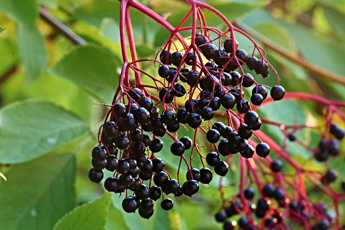Unlike poke berries, elderberries grow in an umbel. (The Grow Network)
