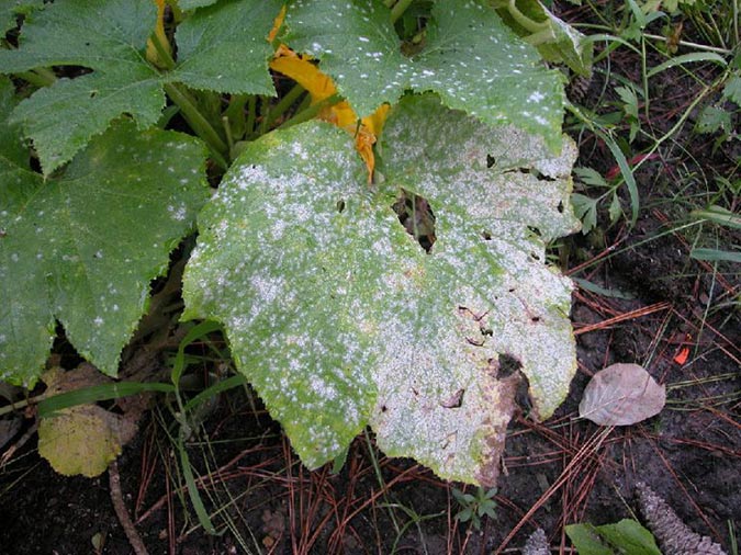 A natural fungicide can treat the powdery mildew evident on this cucumber plant. (The Grow Network)