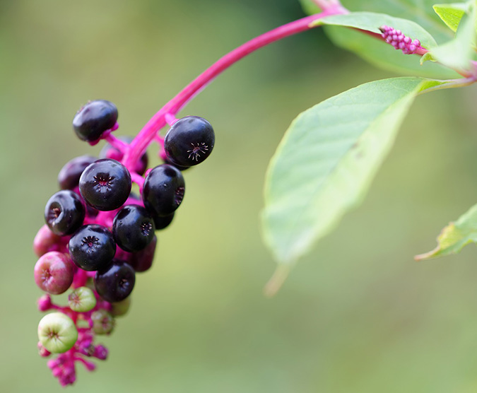 American pokeweed is the first potentially harmful plant that many foragers eat. (The Grow Network)