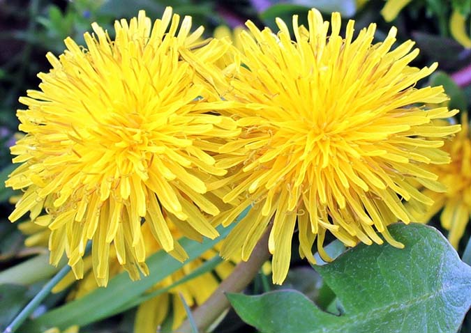Medicinal uses for dandelions (The Grow Network)