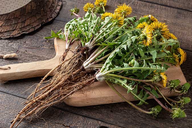 Dandelion tap roots are full of nutrition (The Grow Network)