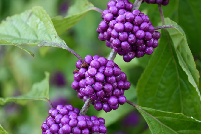 The striking American beautyberry is sometimes called French mulberry. (The Grow Network)