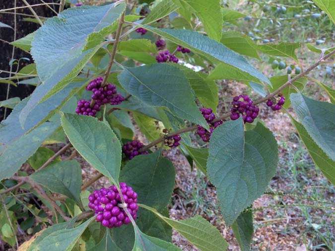 Watch for beautyberry in the wild, and reap the rewards of this natural bug repellent! (The Grow Network)