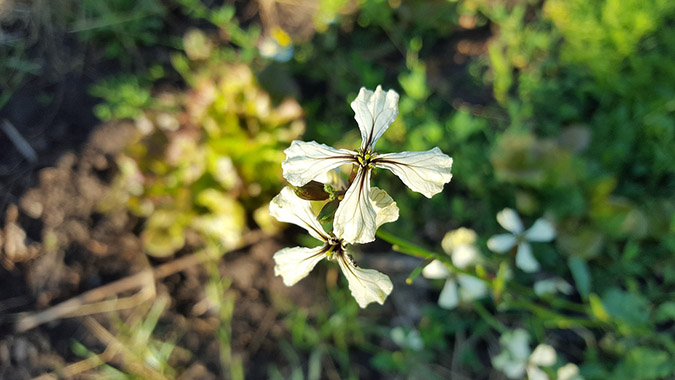 The flower of Eruca sativa (common arugula)