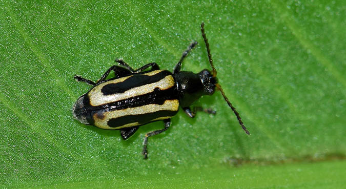 Keep an eye out for flea beetles when you're growing arugula (The Grow Network)