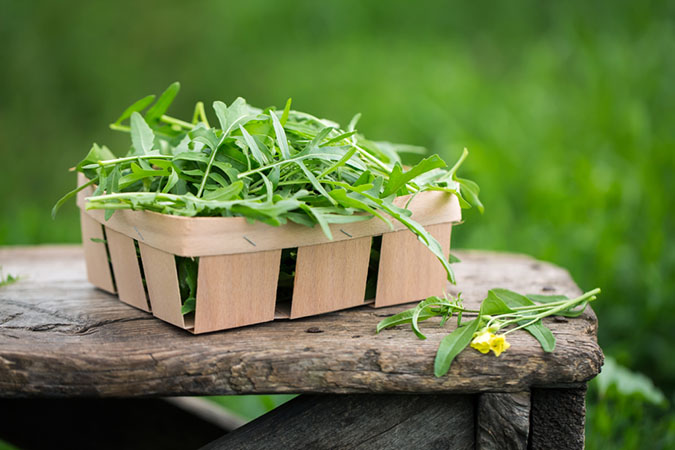 Tips for growing arugula successfully (The Grow Network)