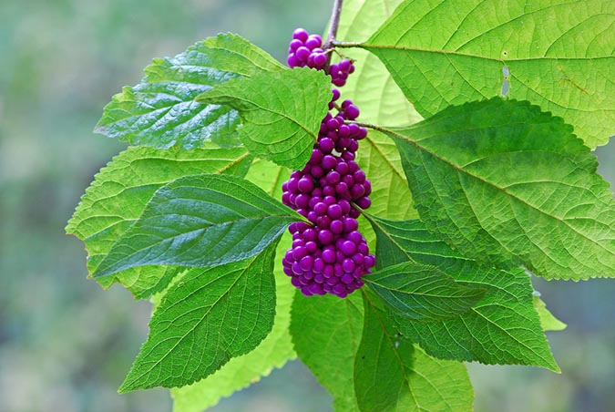 Use American beautyberry to make a natural bug repellent that protects against a number of pests. (The Grow Network)
