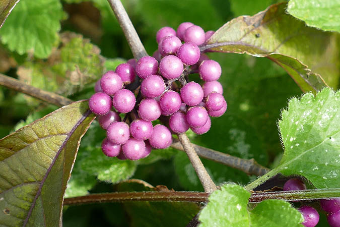 American beautyberry's benefits range far beyond that of natural bug repellent. (The Grow Network)