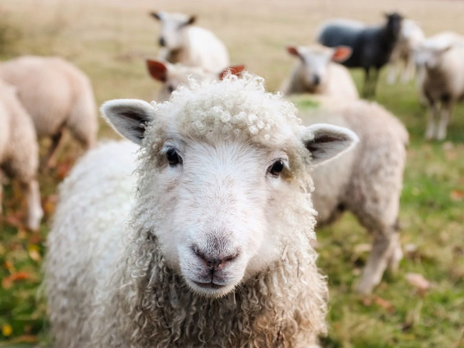 Raising Backyard Sheep eCourse - The Grow Network Academy