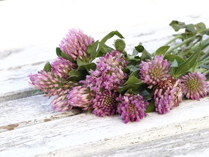 red clover benefits