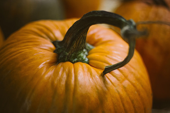 The author has had consistent challenges growing pumpkins. (The Grow Network)
