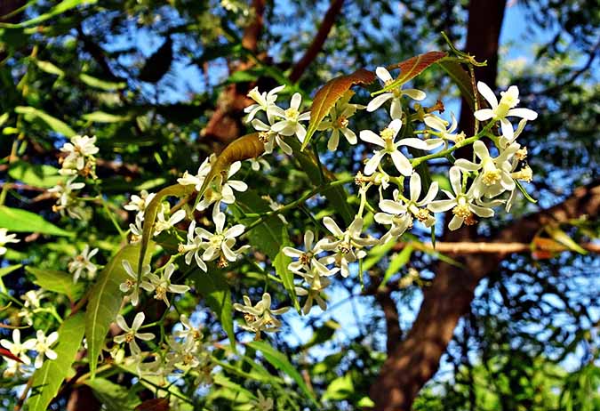 Neem oil comes from the neem tree (The Grow Network)