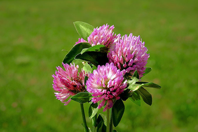 How and when to harvest red clover