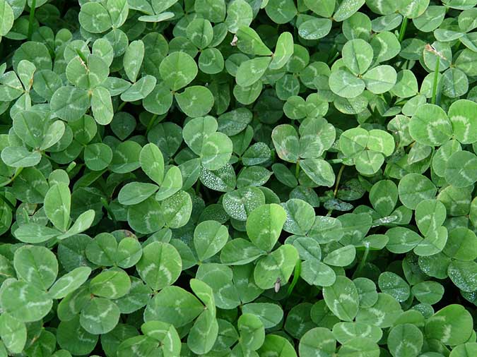 Red clover leaves can be difficult to digest; cooking them can help (The Grow Network)