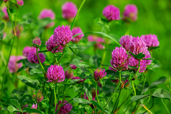 Keep a few precautions in mind when using red clover (The Grow Network)