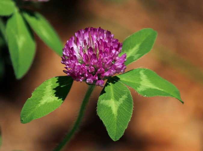 9 Benefits of Red Clover + How to Use It (The Grow Network)