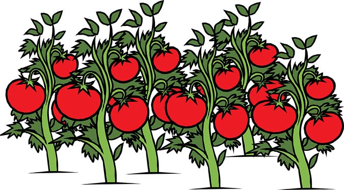Growing tomatoes can be difficult, but it's possible with the right knowledge and tools! (The Grow Network) 