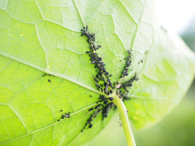 Neem oil is a favorite organic pesticide in the garden (The Grow Network)