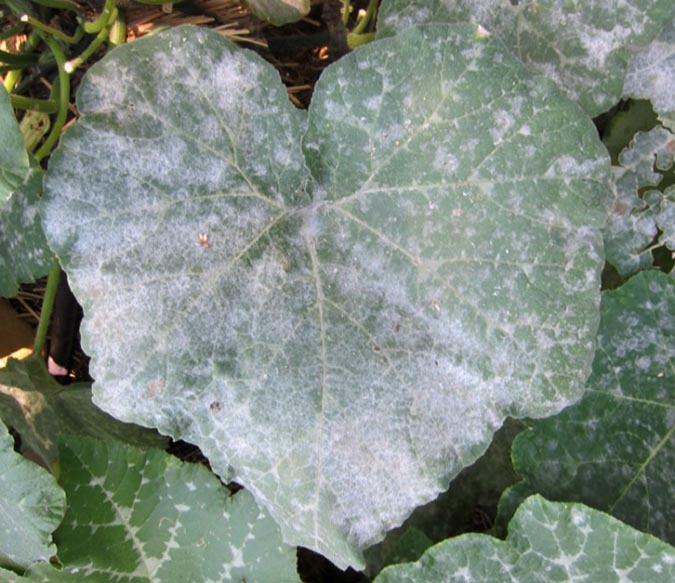 Use neem oil to treat powdery mildew in the garden (The Grow Network)