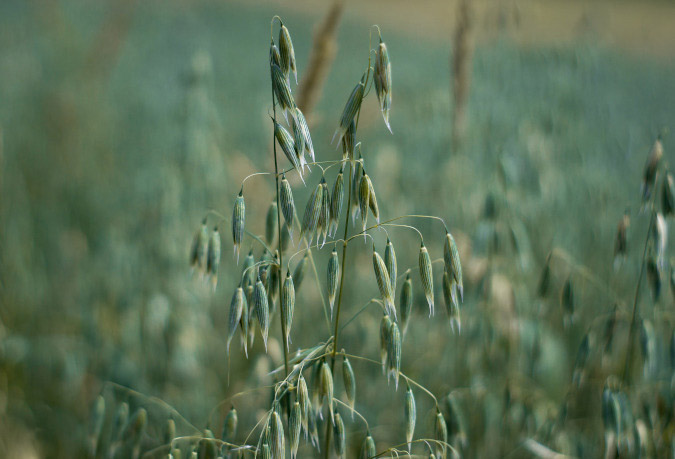 Harvesting and processing milky oats tops (The Grow Network)