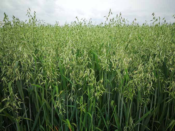 Milky oat tops in a field. (The Grow Network)
