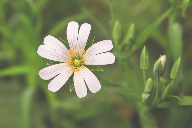Wild chickweed has five petals (The Grow Network)