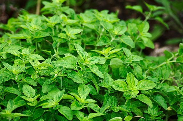 Antiviral_Herbs-The_Grow_Network-Oregano