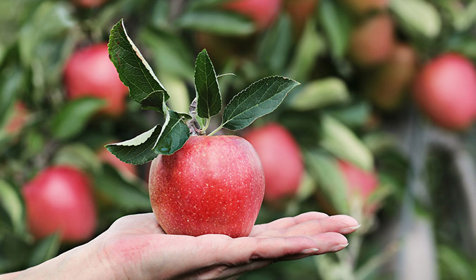 Here's the #1 key to growing full-size fruit trees in small spaces. (The Grow Network)