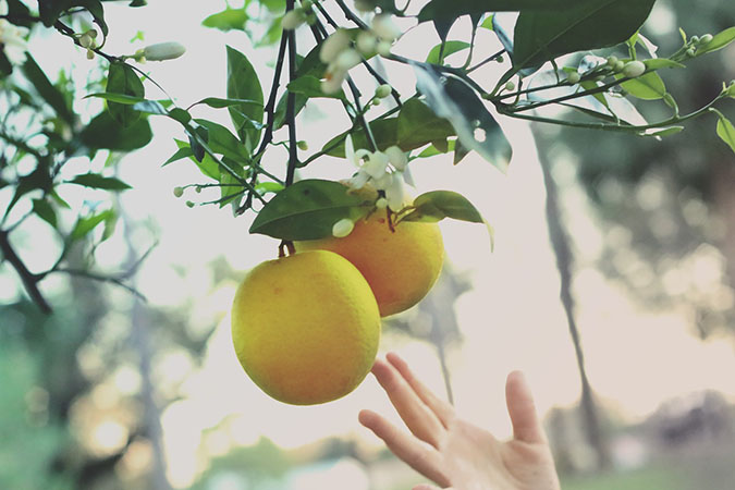 Hand-picking oranges in a small-space orchard (The Grow Network)