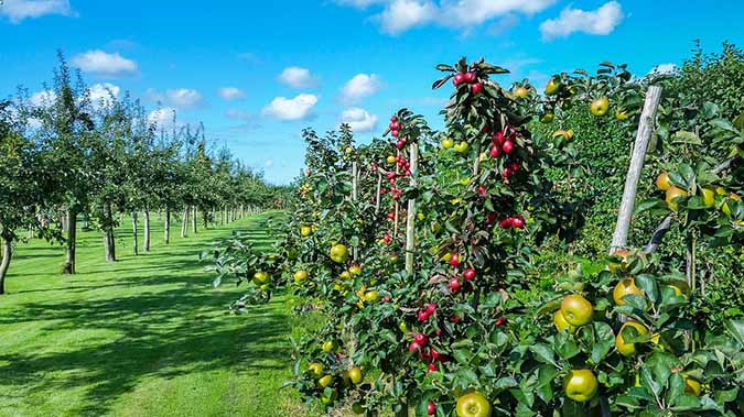 Aggressive pruning is the key growing full-size fruit trees in small spaces. (The Grow Network)