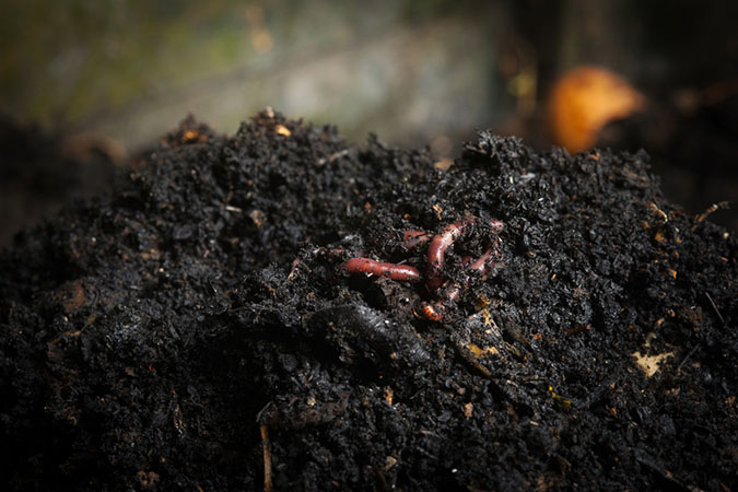 Worm castings are a commonly used organic nitrogen fertilizer. (The Grow Network)