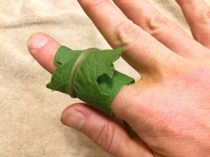 In a wilderness situation, you may be able to keep a poultice in place by wrapping it with leaves. (The Grow Network)