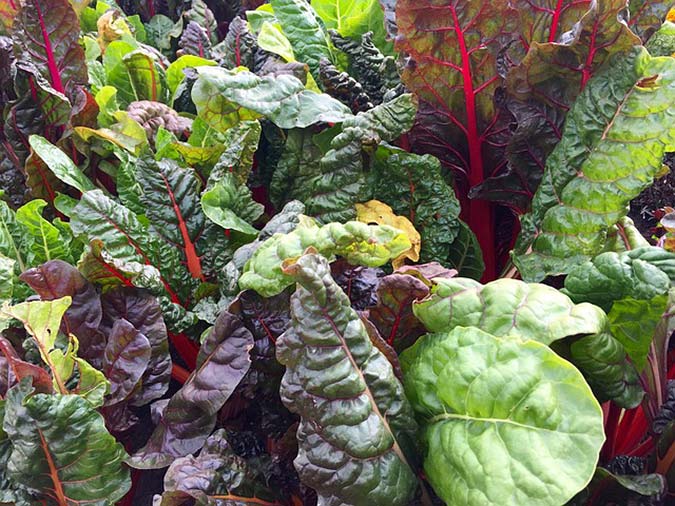 Organic Nitrogen Fertilizer: 6 Secrets to Soil Health