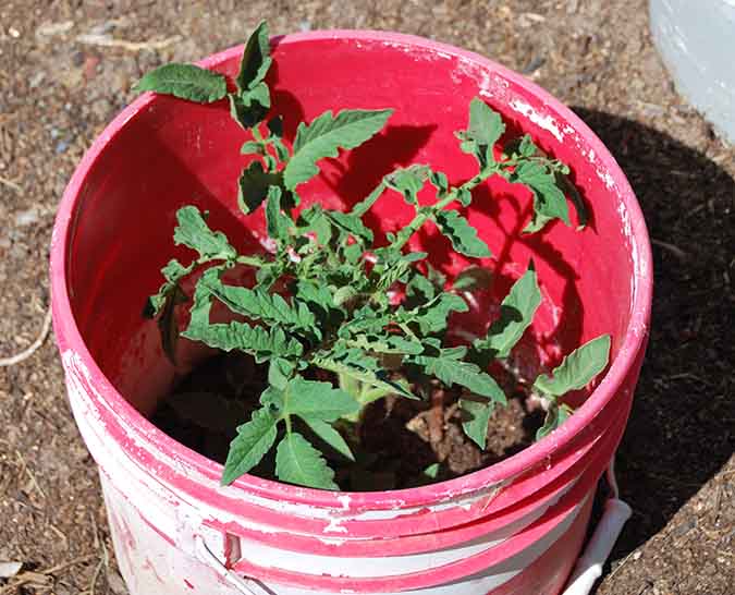 Here are 8 of our favorite ways to repurpose 5-gallon buckets on the homestead or in the garden. (The Grow Network)