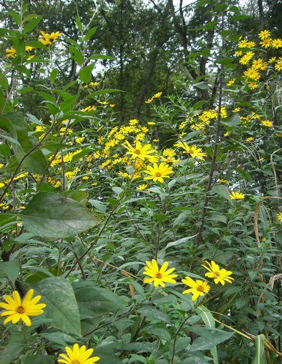 staple survival crops - Jerusalem Artichokes