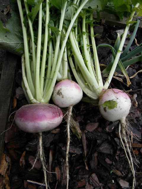 Turnips: staple survival crops