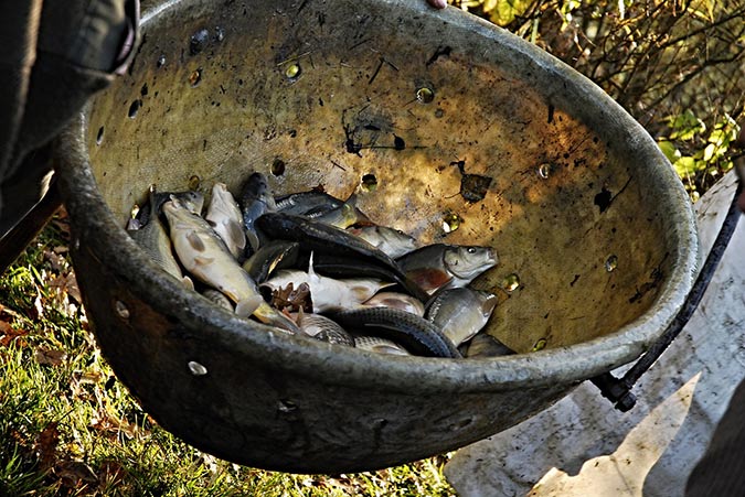 Pair whole fish or scraps with organic matter to make a rich fish emulsion fertilizer. (The Grow Network)