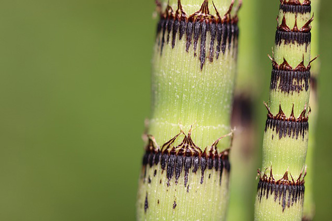 Patterned sheaths at each stem node help to distinguish Equisetum hyemale from other species of horsetail. (The Grow Network)