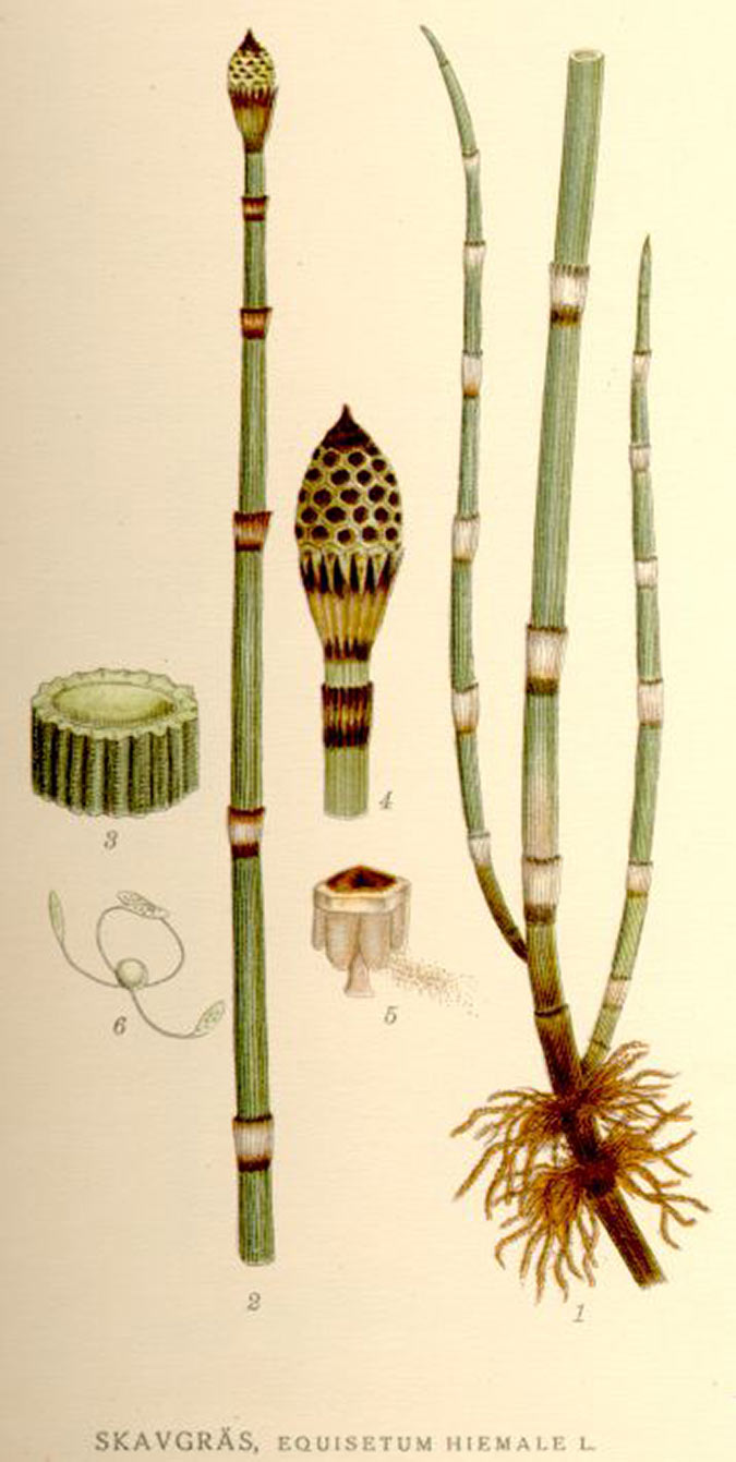 Equisetum hyemale (horsetail) is a spore-producing perennial that is related to ferns. (The Grow Network)