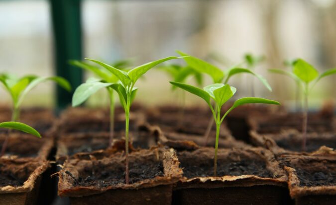 How to choose healthy seedlings (The Grow Network)