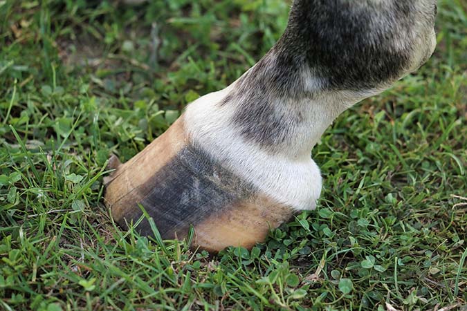 Horses can benefit from homemade apple cider vinegar, including a treatment for hoof rot. (The Grow Network)