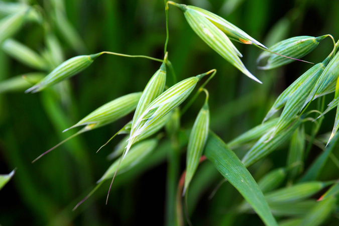Learn to grow milky oat tops in this surprisingly simple guide. (The Grow Network)