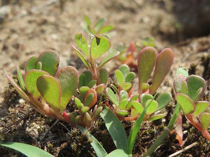Uses for common purslane (The Grow Network)
